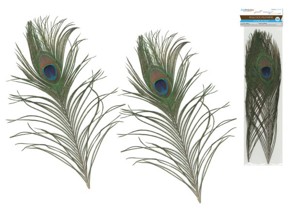 natural peacock feather